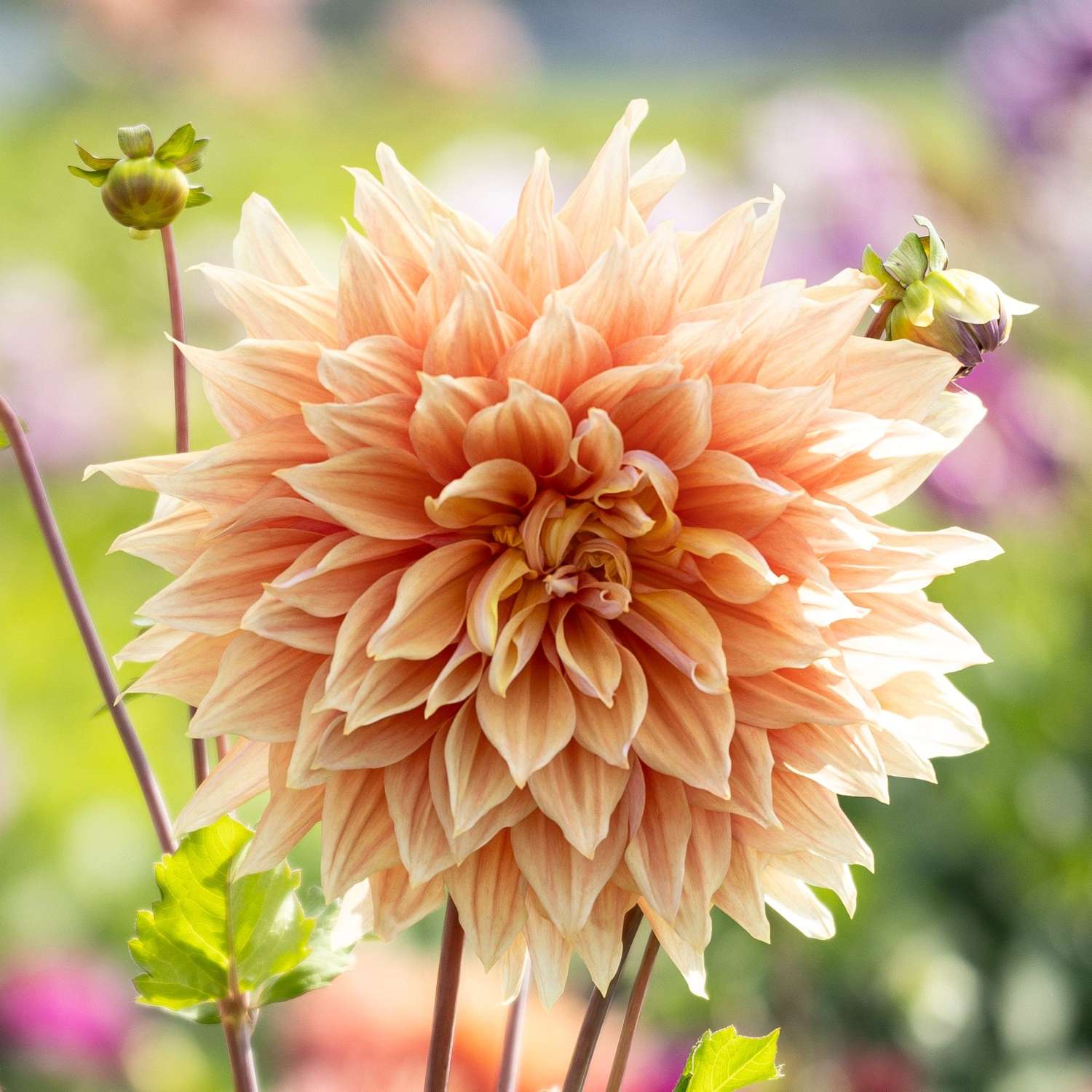 Dahlie 'Mango Madness'